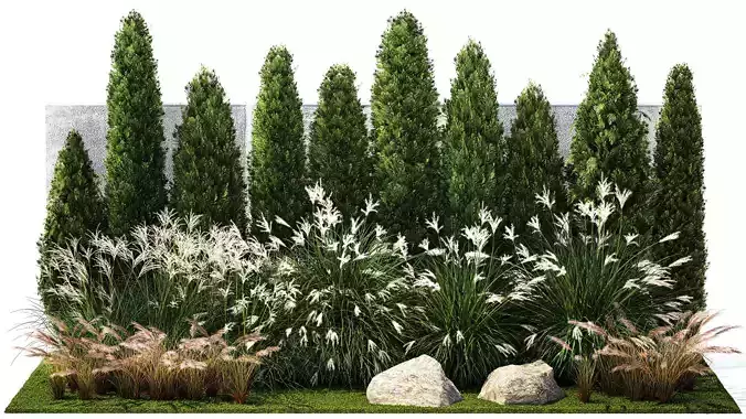 Garden with thuja cypress bushes feather grass Miscanthus grass 