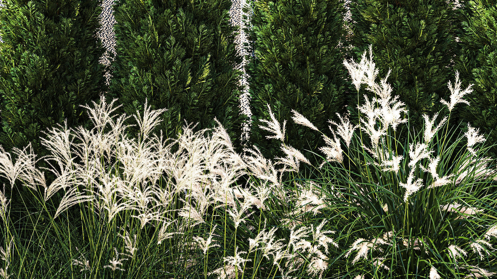 Garden with thuja cypress bushes feather grass Miscanthus grass  3D model_5