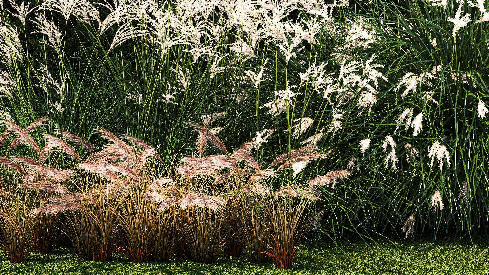 Garden with thuja cypress bushes feather grass Miscanthus grass  3D model_4