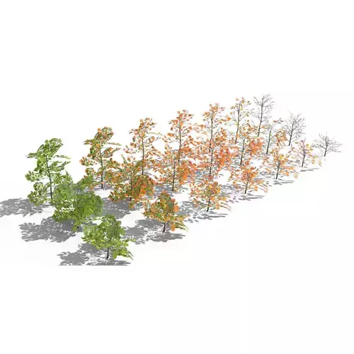 Beech Shrubs Pack