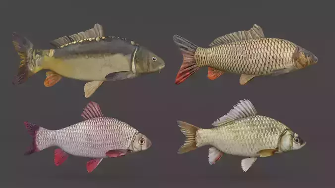 Fish Collection 3D model