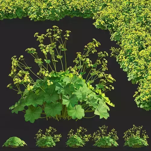 Alchemilla mollis 5 flowers