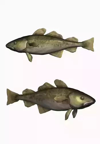 Fish Sculpt