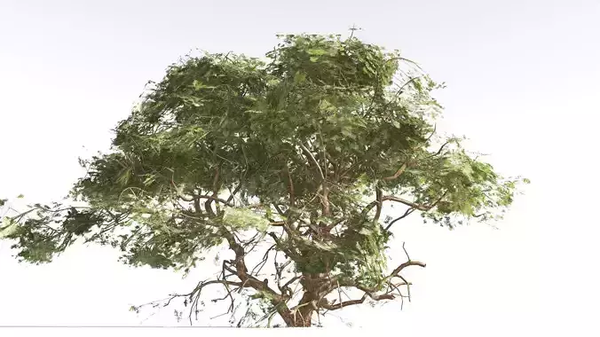 EVERYPlant Utah Juniper LowPoly 1 --16 Models-- Low-poly 3D model