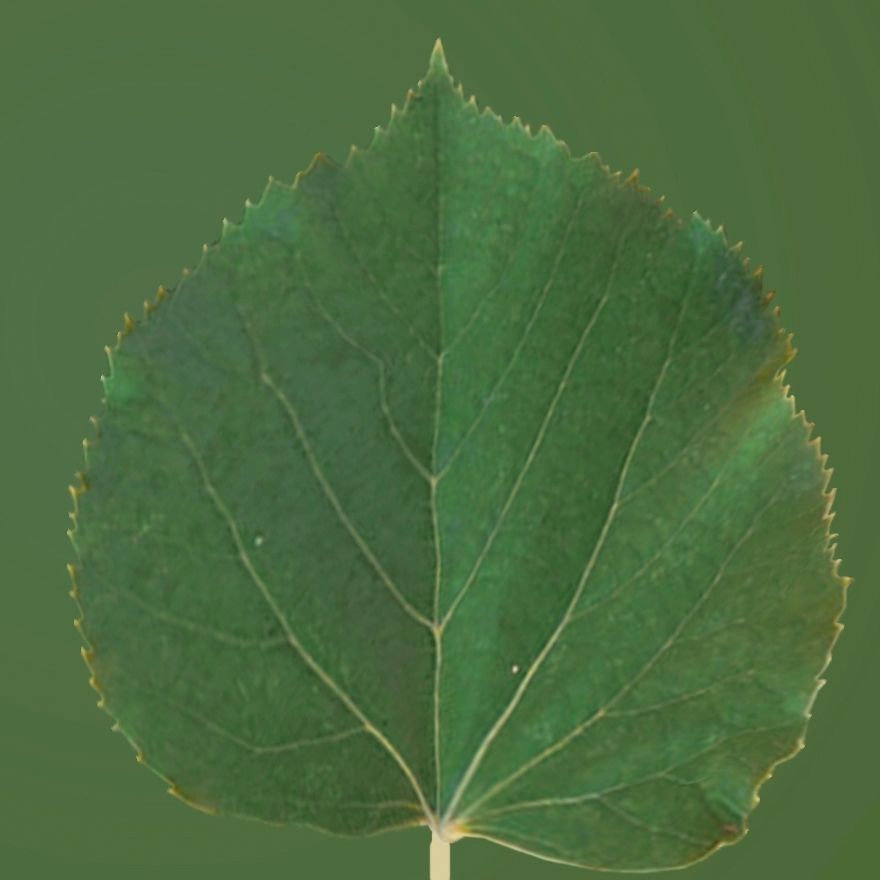 Earthy Bar table 3D model_25