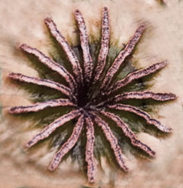 Earthy Bar table 3D model_47