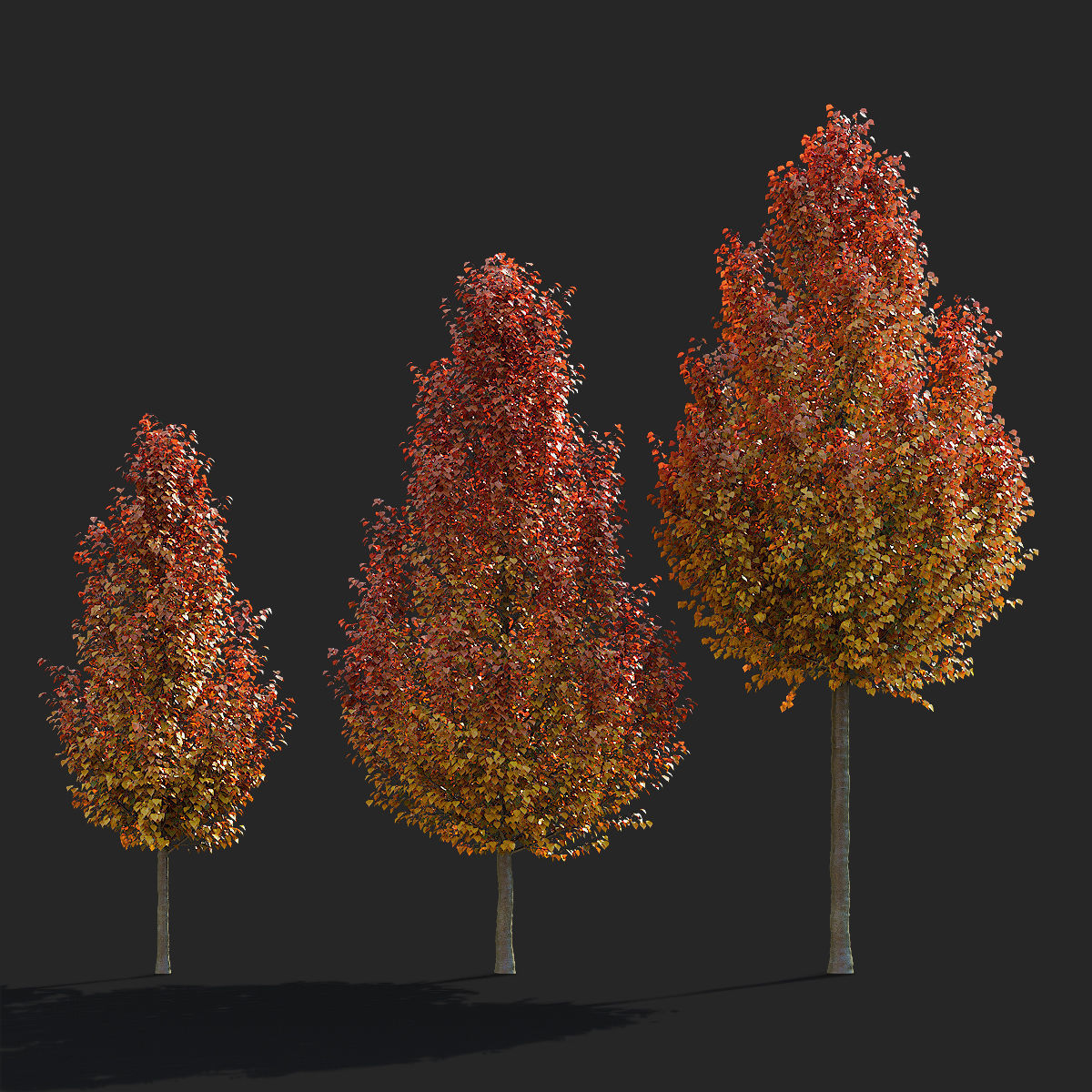 Pyrus calleryana chanticlee autumn 3D model_6