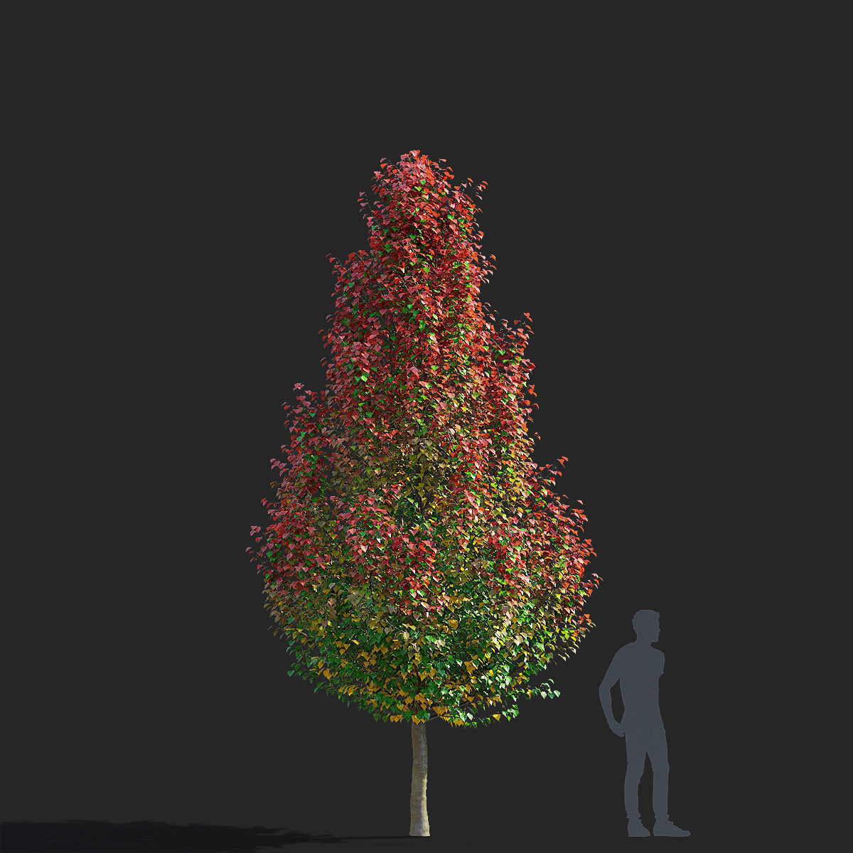 Pyrus calleryana chanticlee autumn 3D model_10
