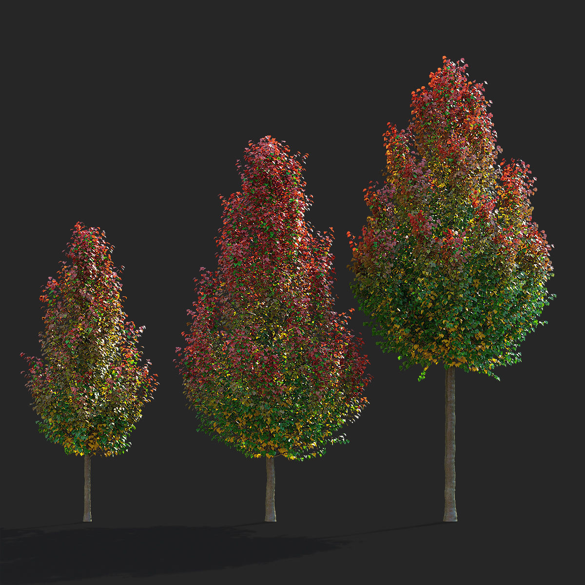 Pyrus calleryana chanticlee autumn 3D model_5
