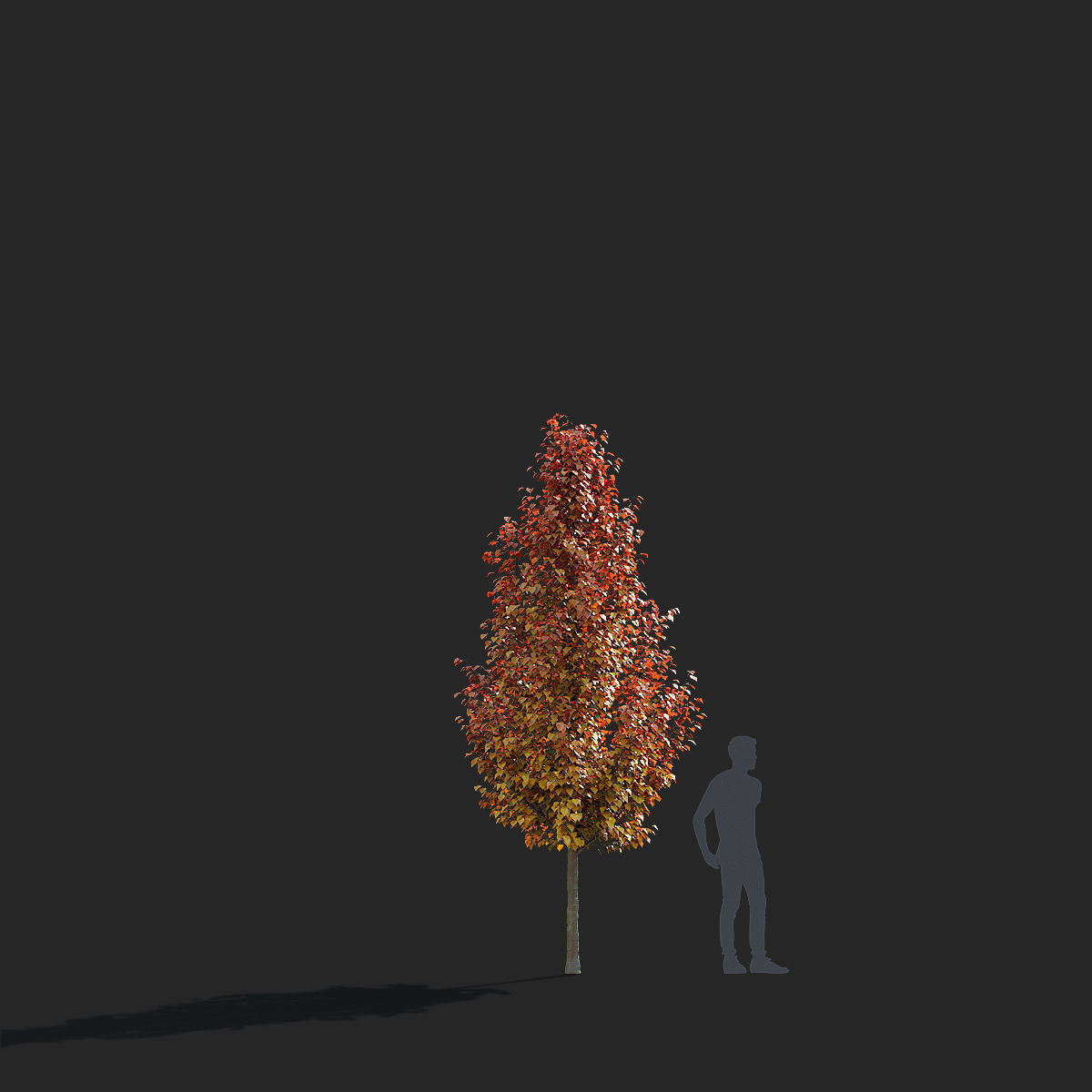 Pyrus calleryana chanticlee autumn 3D model_11