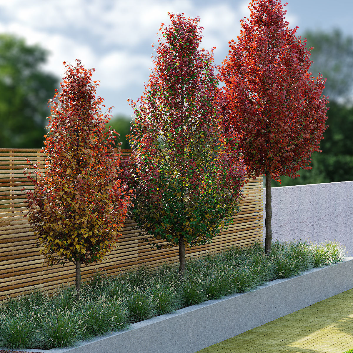 Pyrus calleryana chanticlee autumn 3D model_1