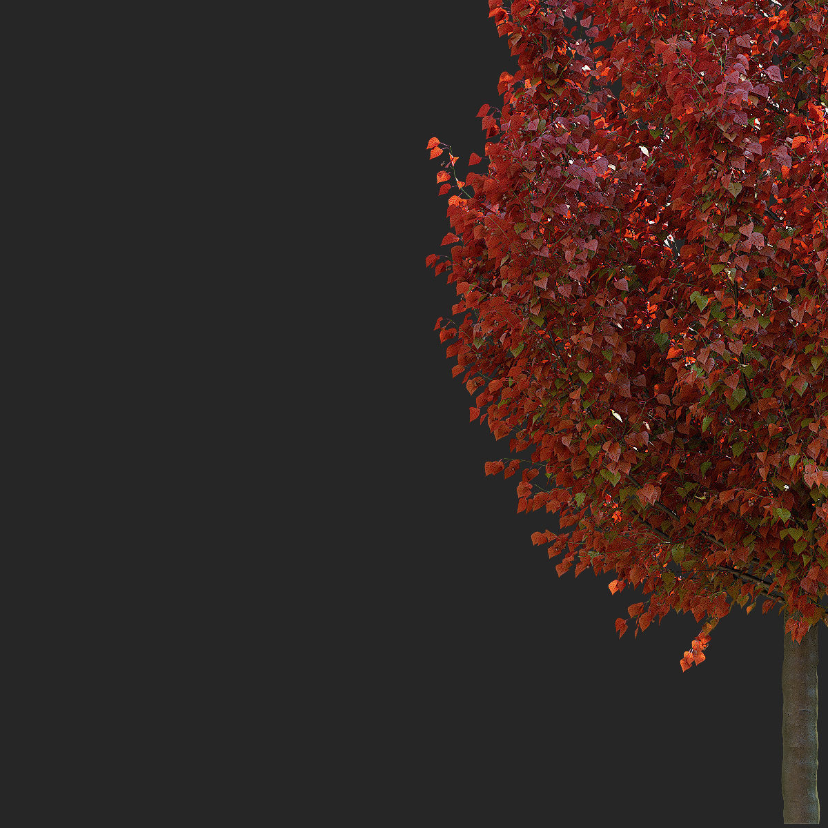 Pyrus calleryana chanticlee autumn 3D model_13