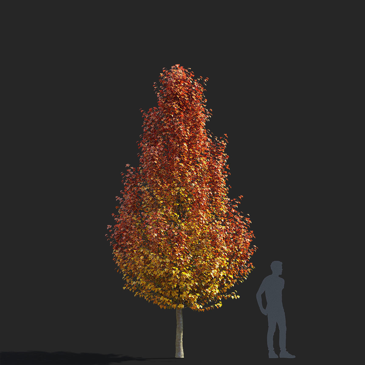 Pyrus calleryana chanticlee autumn 3D model_9