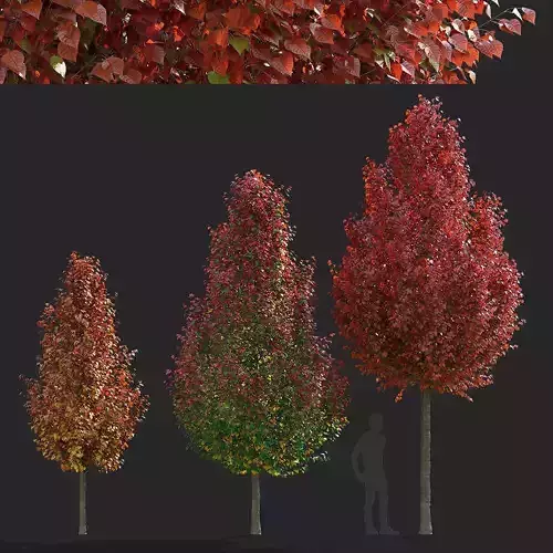 Pyrus calleryana chanticlee autumn 3D model