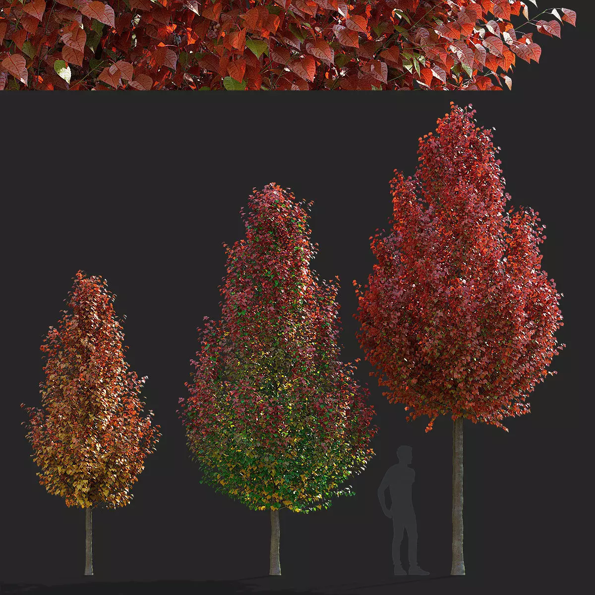Pyrus calleryana chanticlee autumn 3D model_0
