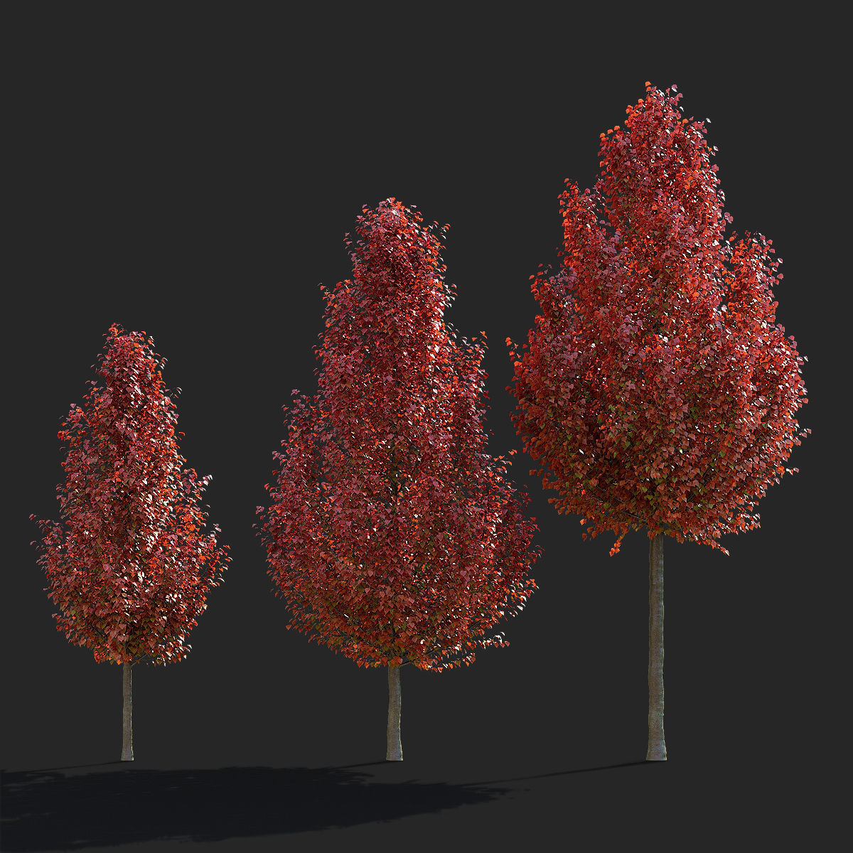 Pyrus calleryana chanticlee autumn 3D model_7