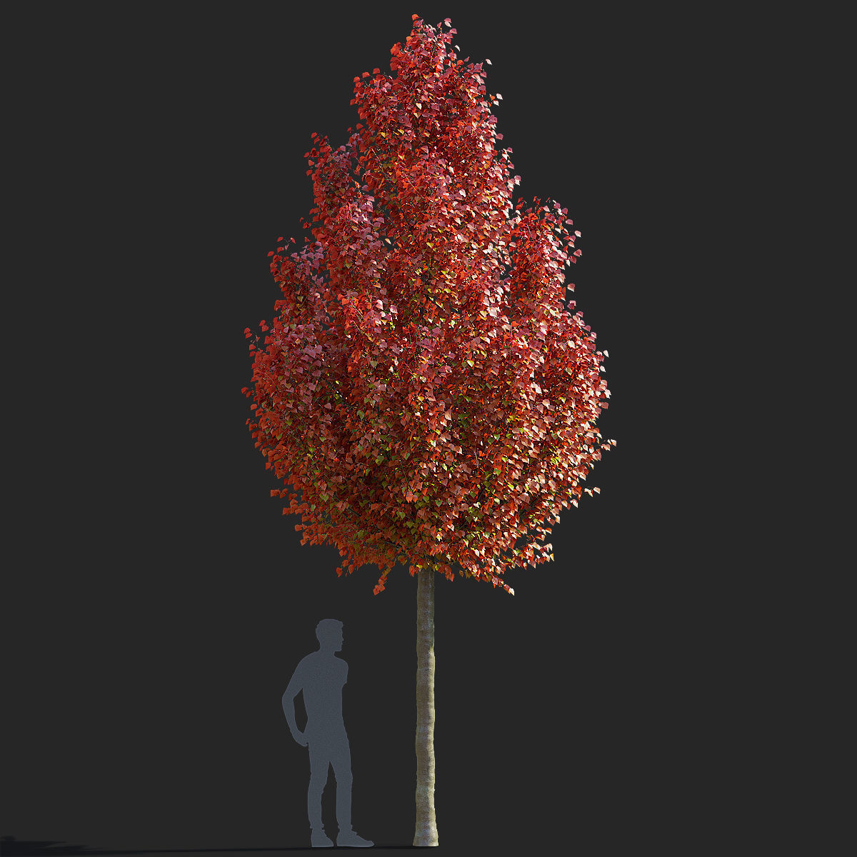 Pyrus calleryana chanticlee autumn 3D model_8