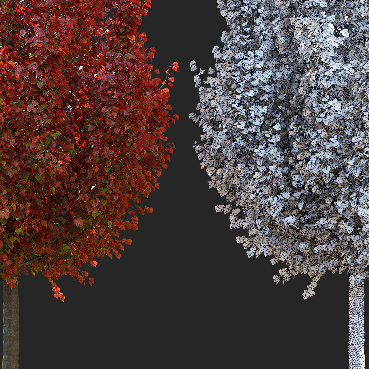 Pyrus calleryana chanticlee autumn 3D model_3
