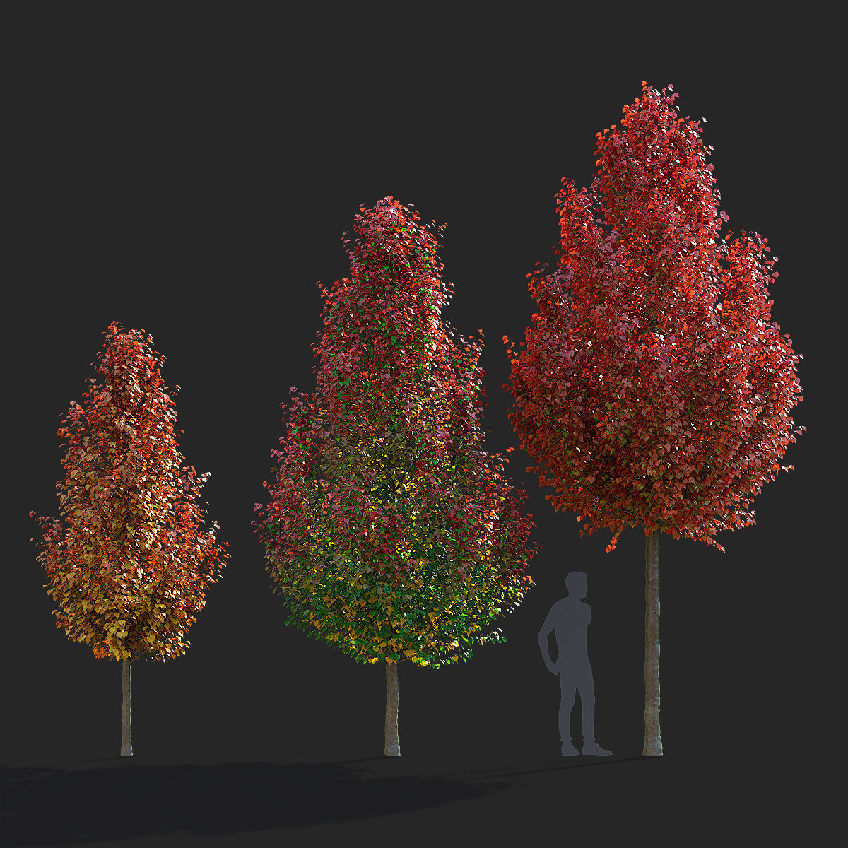 Pyrus calleryana chanticlee autumn 3D model_4