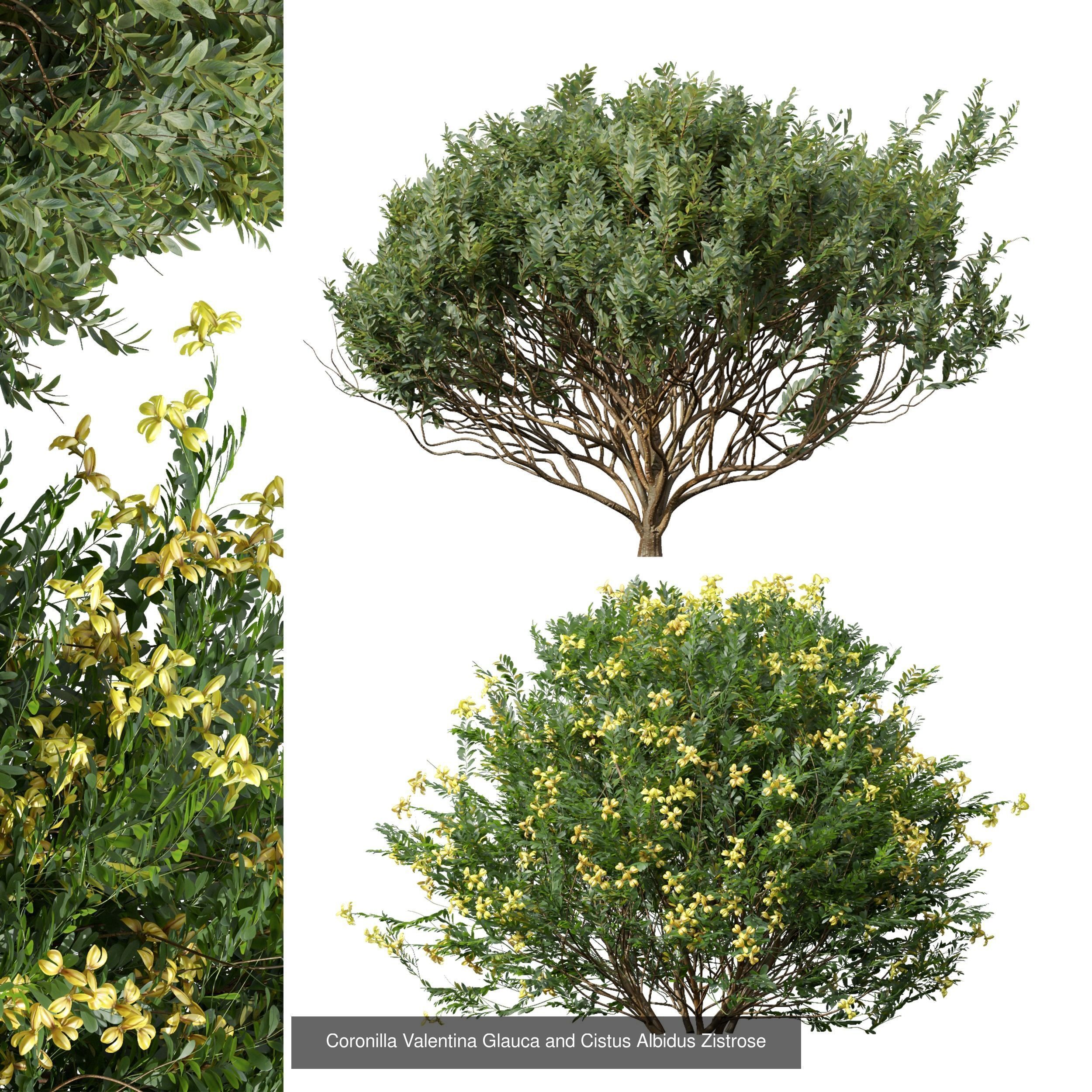 6 Different SETS of Bush SET VOL24 3D Model Collection_3