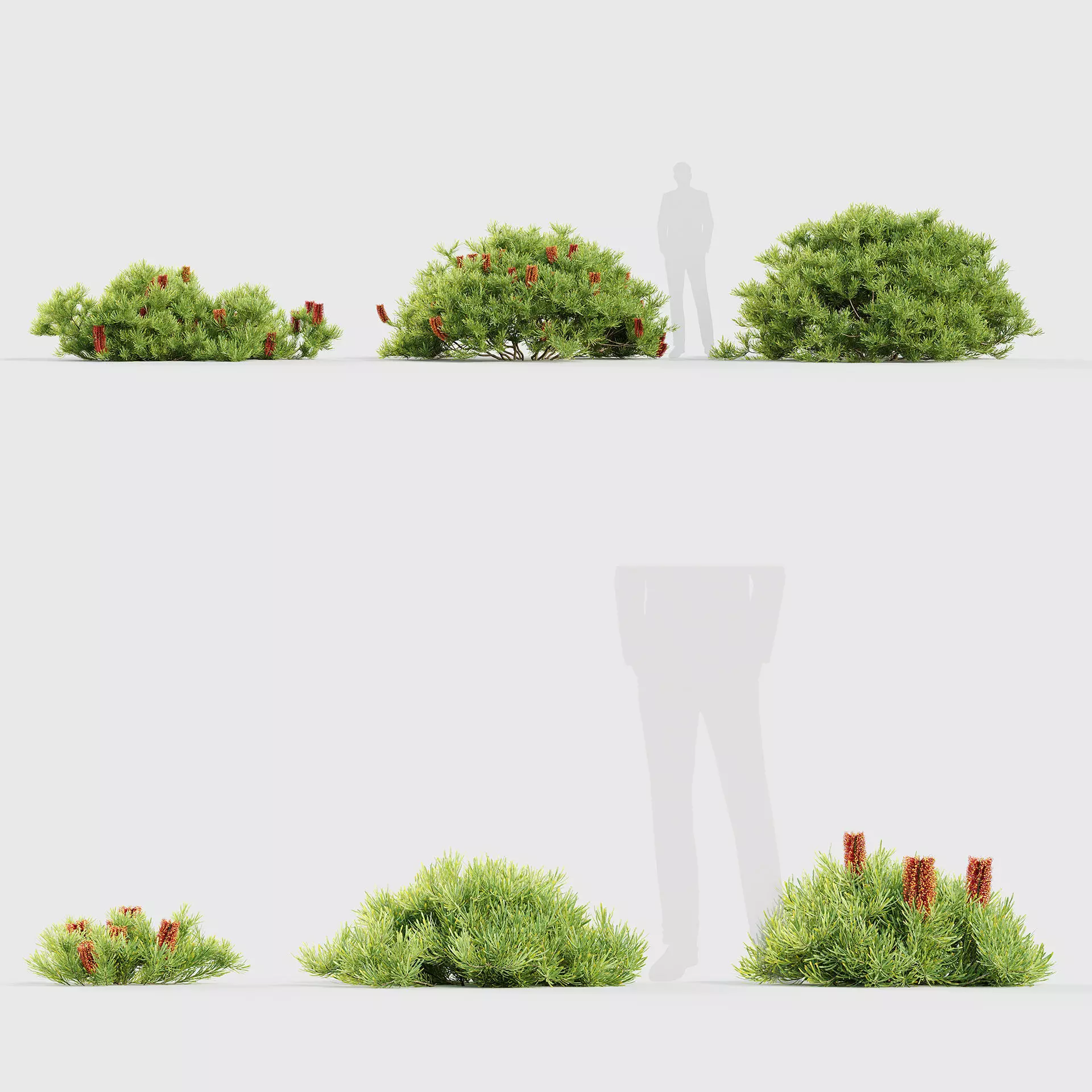 Banksia spinulosa - Hairpin Banksia 3D model