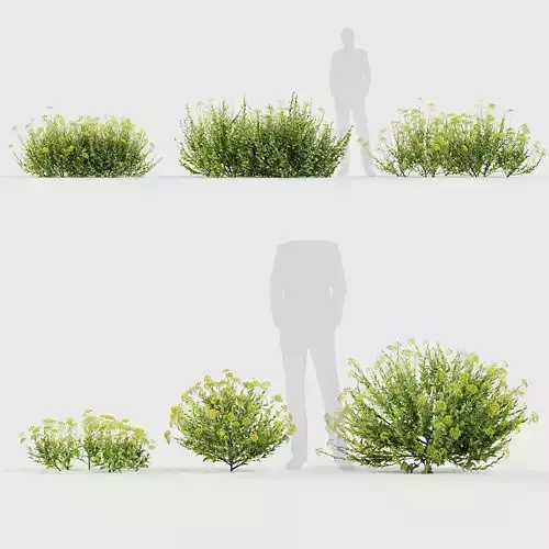 Bupleurum fruticosum Shrubby hares ear