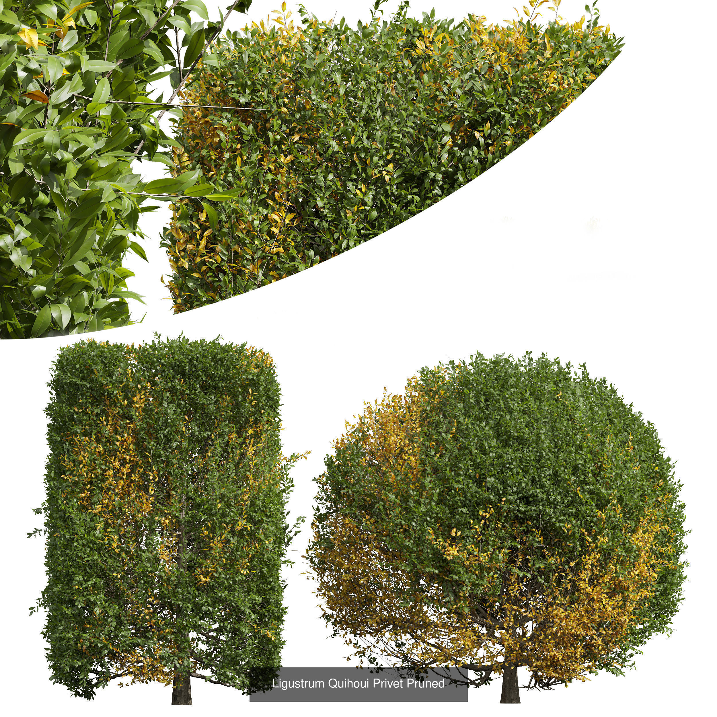  6 Different SETS of Bush SET VOL25 3D Model Collection_6