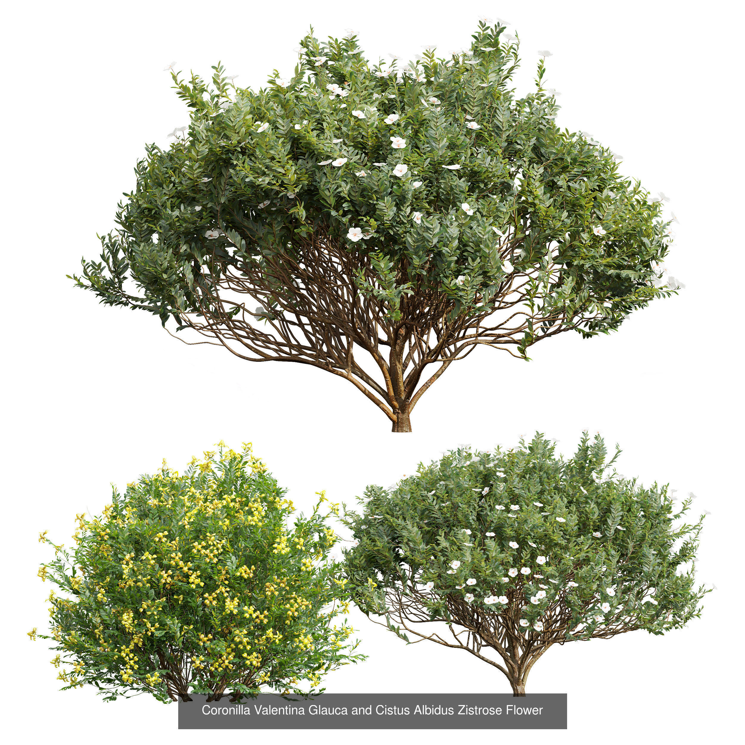  6 Different SETS of Bush SET VOL25 3D Model Collection_4