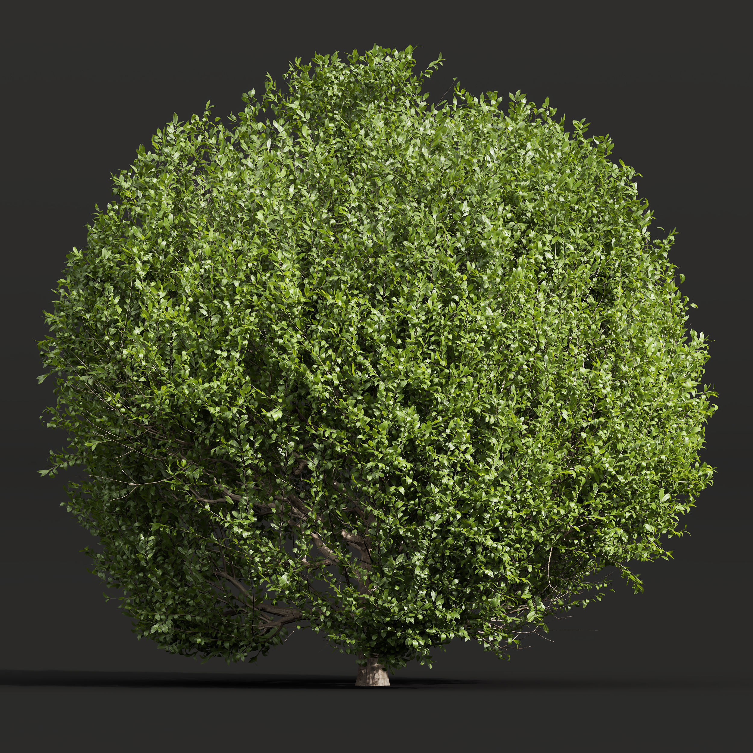  6 Different SETS of Bush SET VOL25 3D Model Collection_19