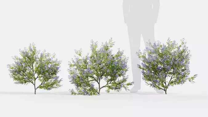 Californian lilac Mountain lilac 3D model