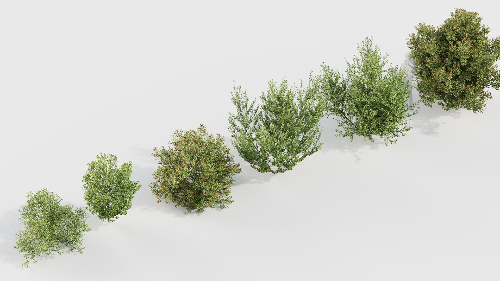 Rhamnus alaternus Salvia leucantha 3D model_5
