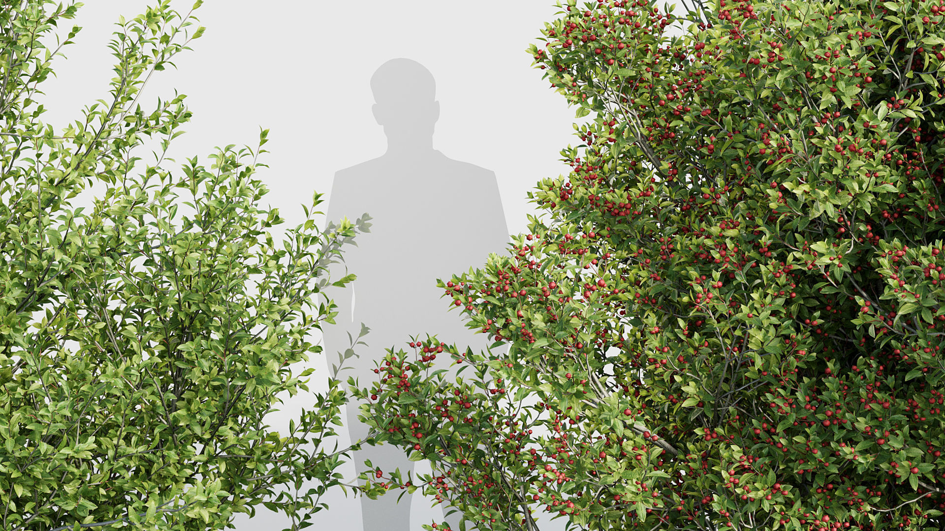 Rhamnus alaternus Salvia leucantha 3D model_3