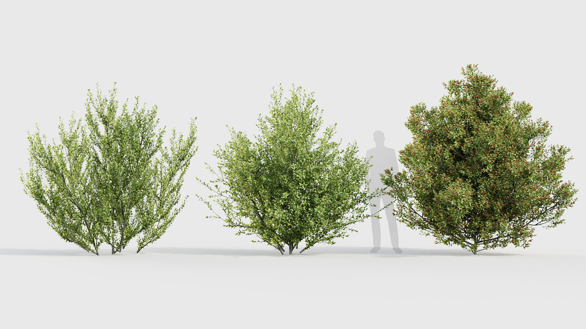 Rhamnus alaternus Salvia leucantha 3D model_2