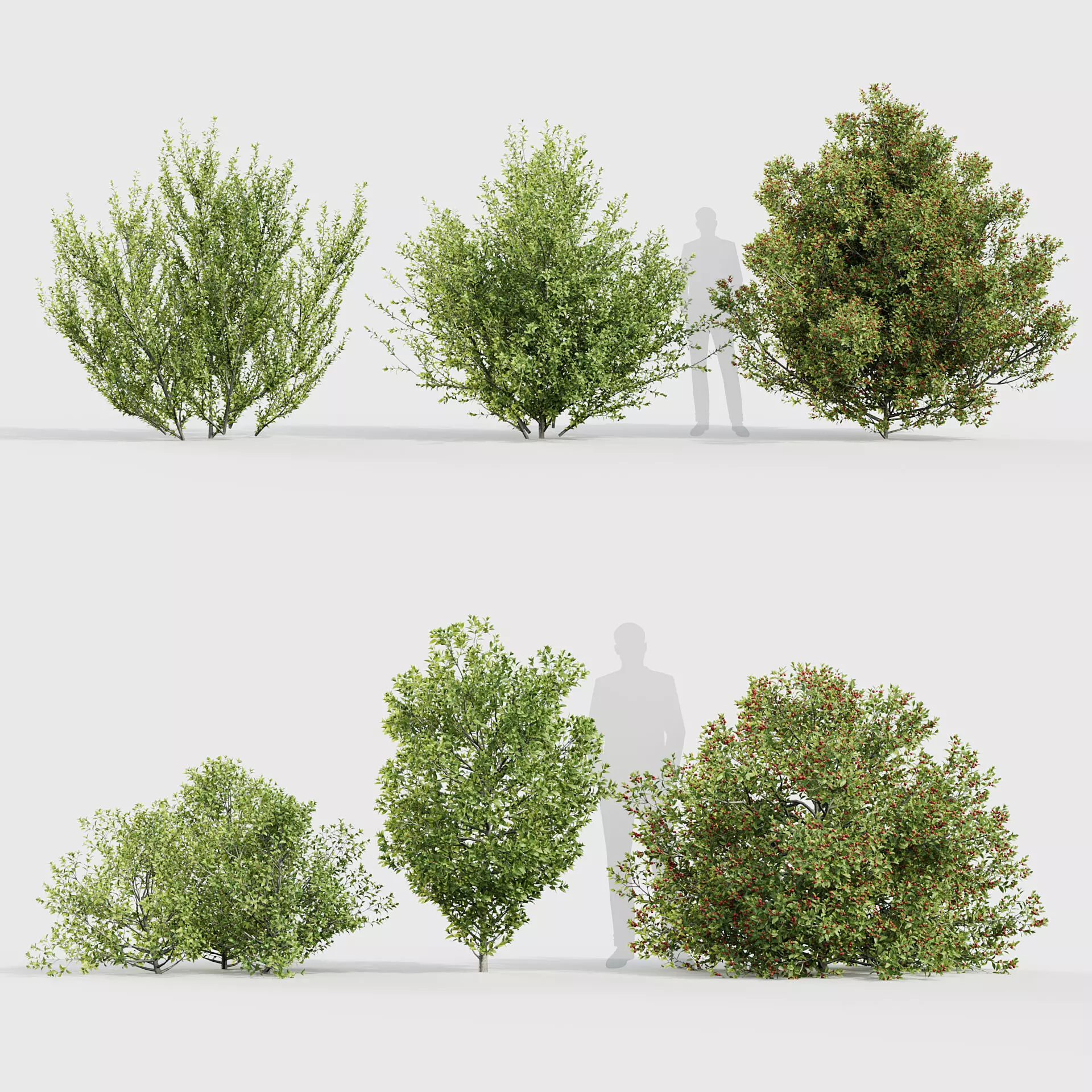 Rhamnus alaternus Salvia leucantha 3D model_0