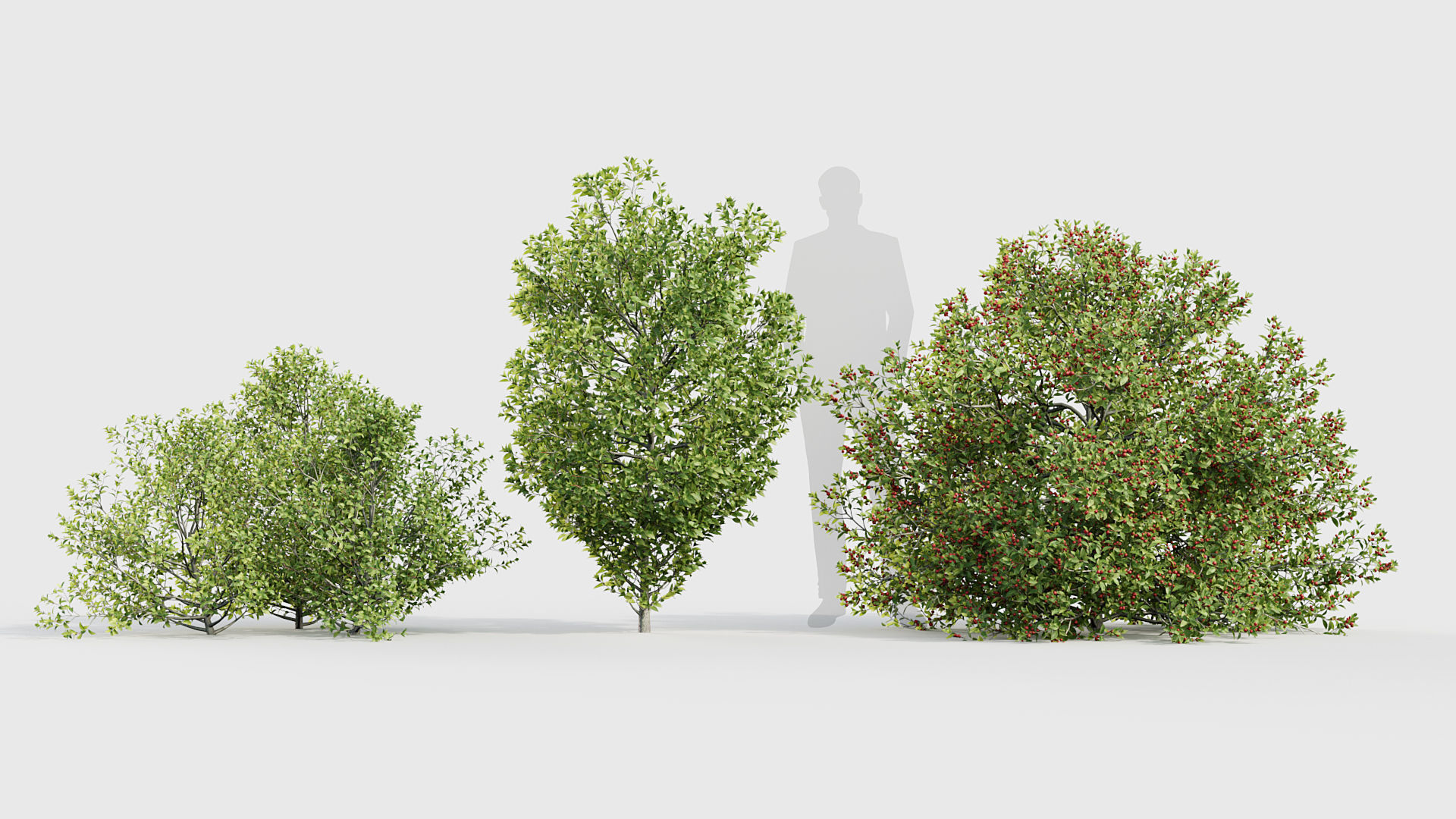 Rhamnus alaternus Salvia leucantha 3D model_1