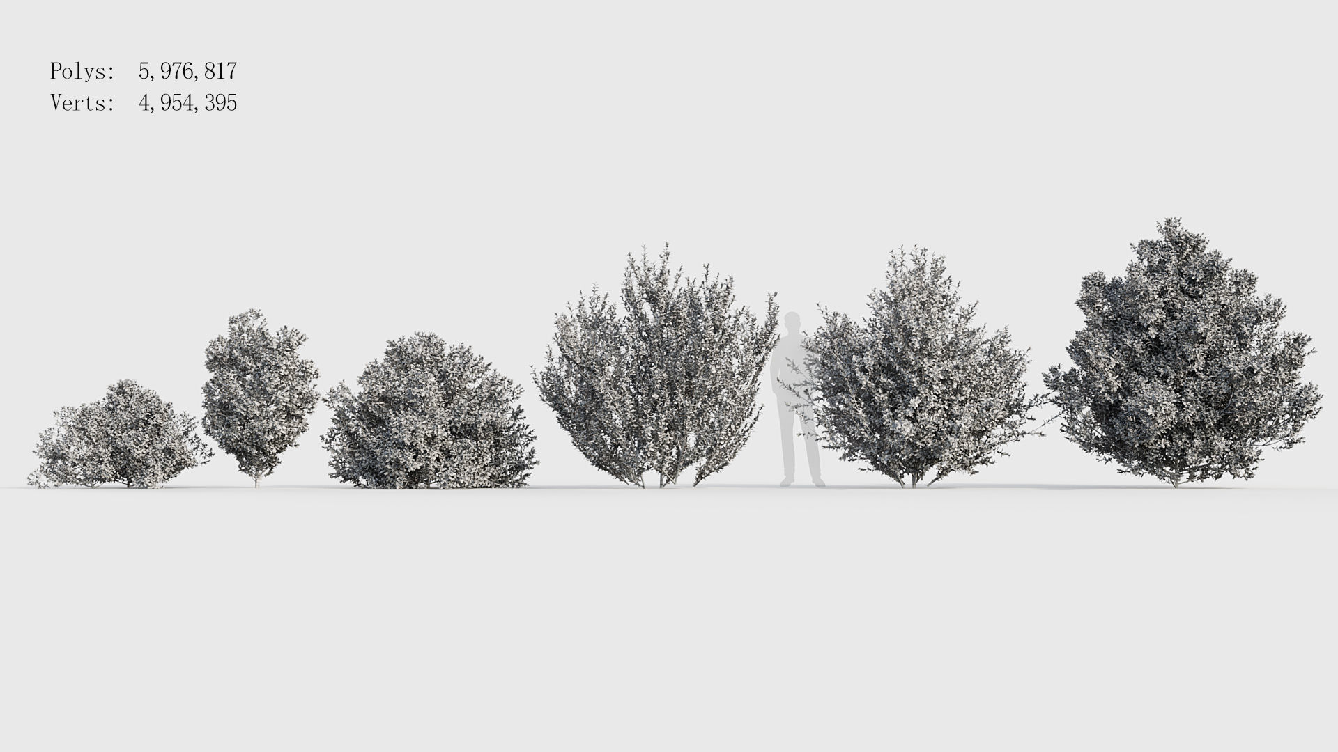 Rhamnus alaternus Salvia leucantha 3D model_7