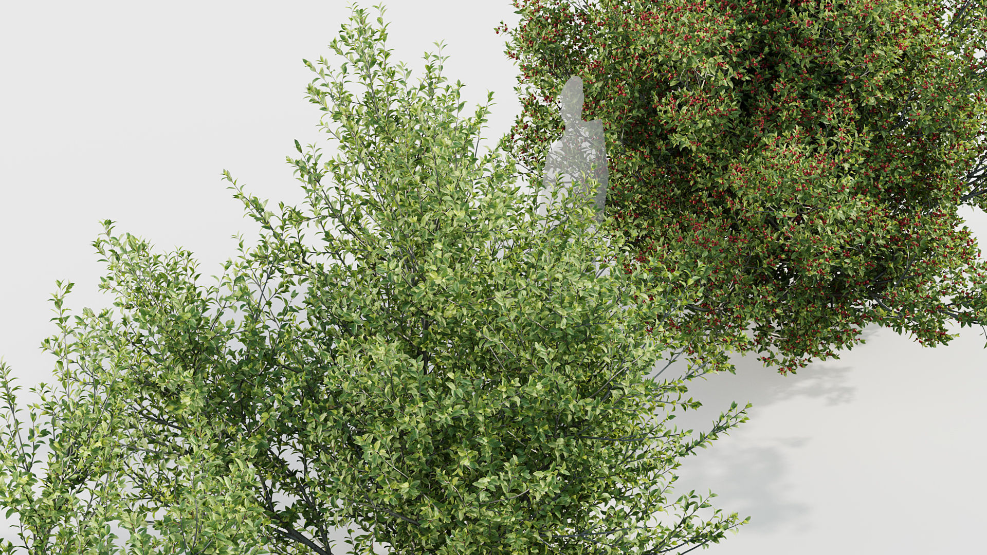 Rhamnus alaternus Salvia leucantha 3D model_4