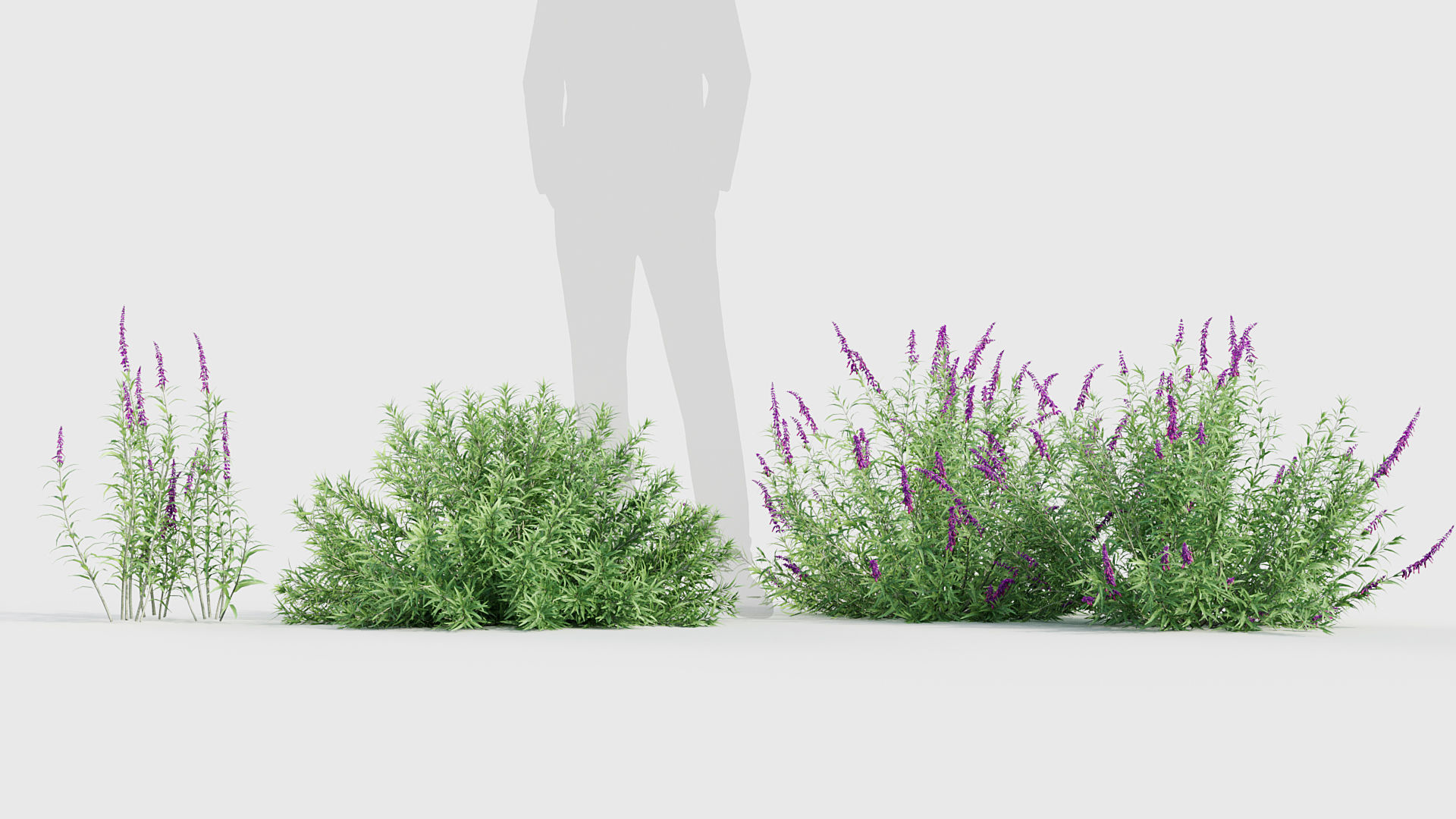 Mexican Bush Sage Salvia leucantha 3D model_1