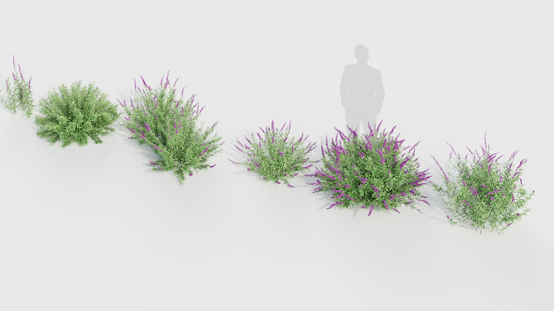 Mexican Bush Sage Salvia leucantha 3D model_5