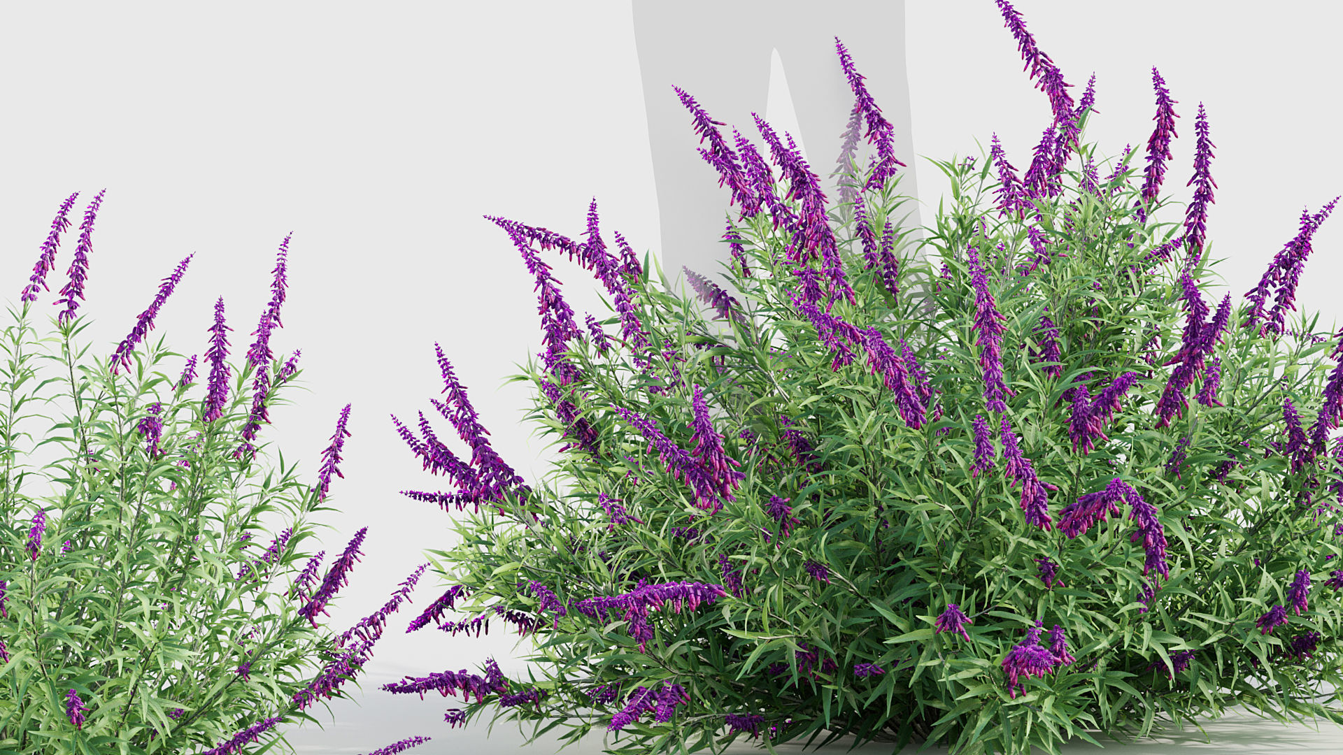 Mexican Bush Sage Salvia leucantha 3D model_3
