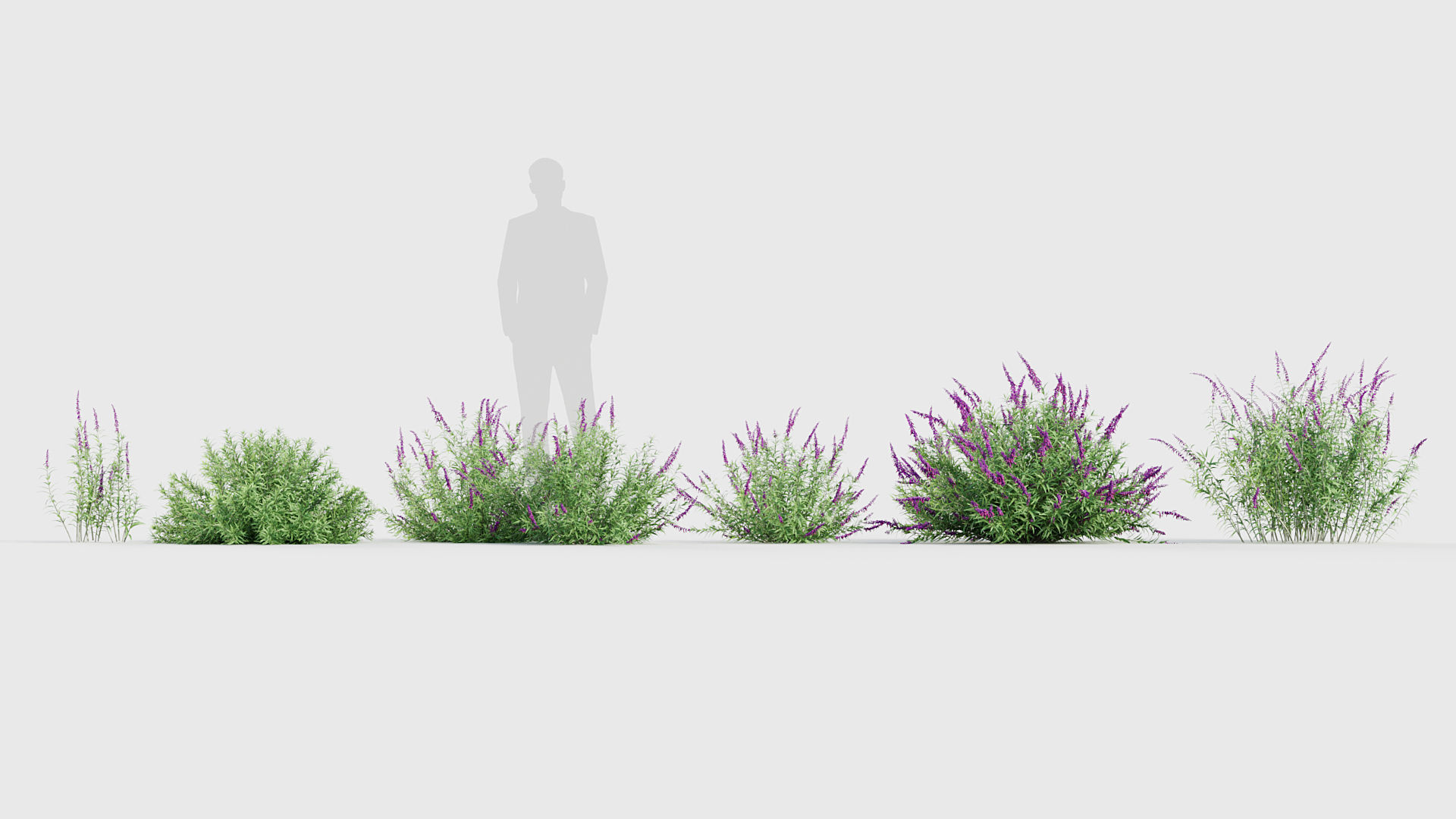 Mexican Bush Sage Salvia leucantha 3D model_6