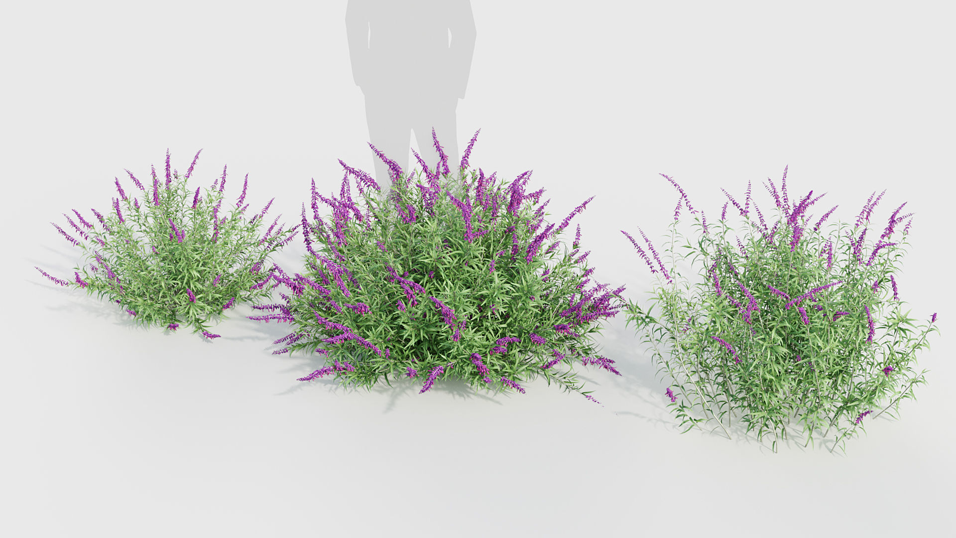 Mexican Bush Sage Salvia leucantha 3D model_4