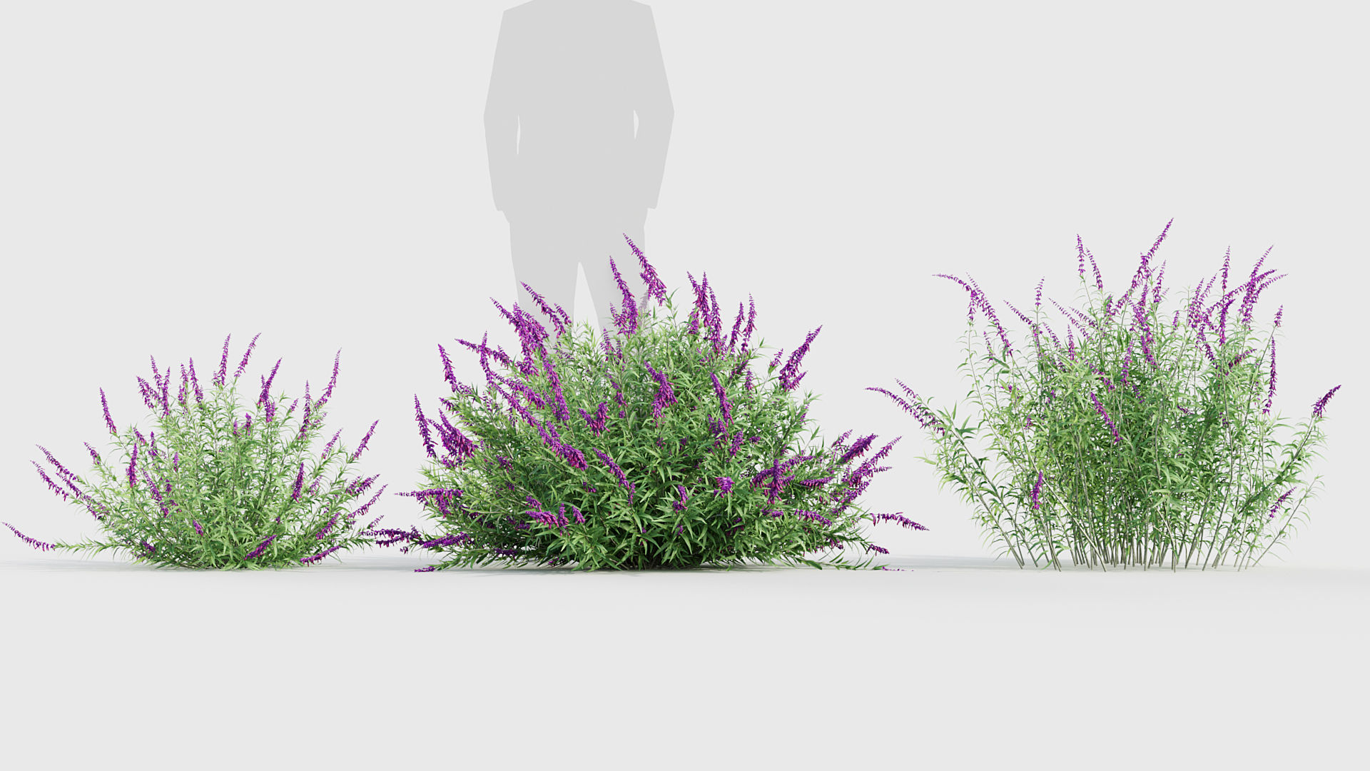 Mexican Bush Sage Salvia leucantha 3D model_2