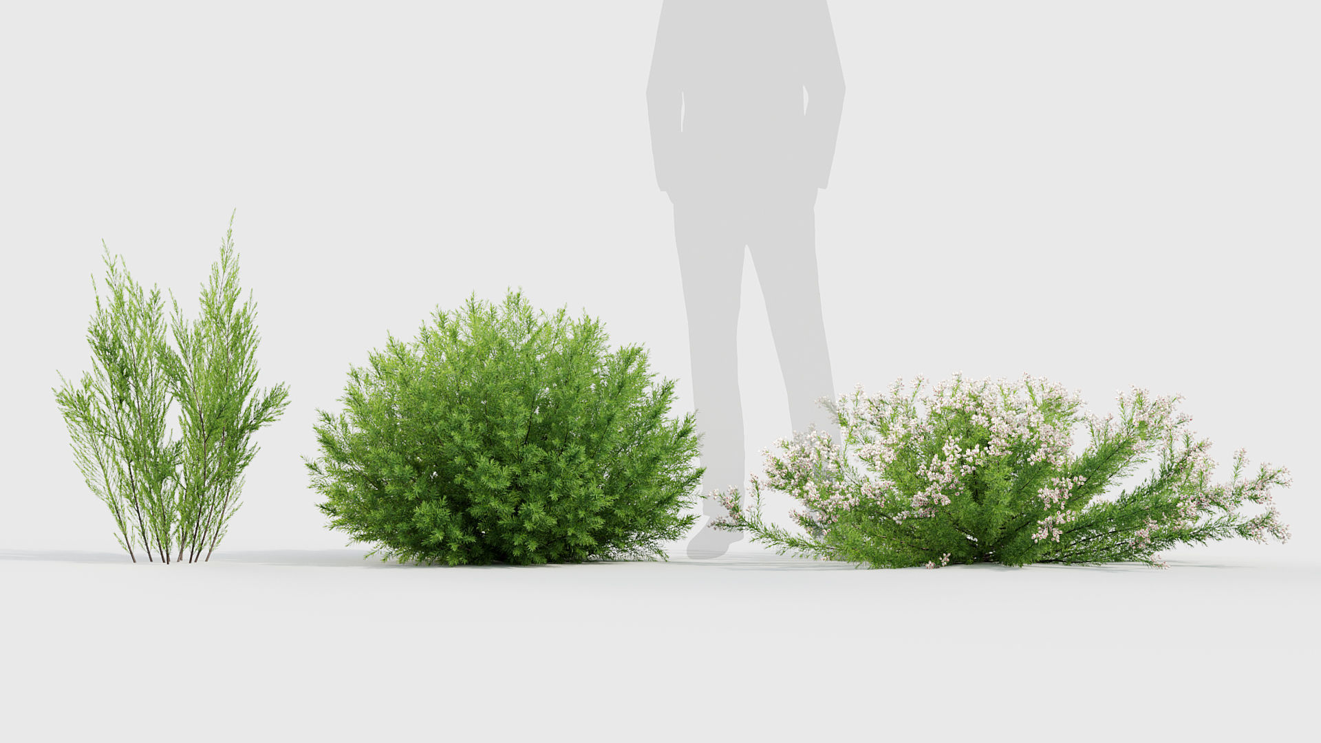 Erica Arborea  Tree heath 3D model_1