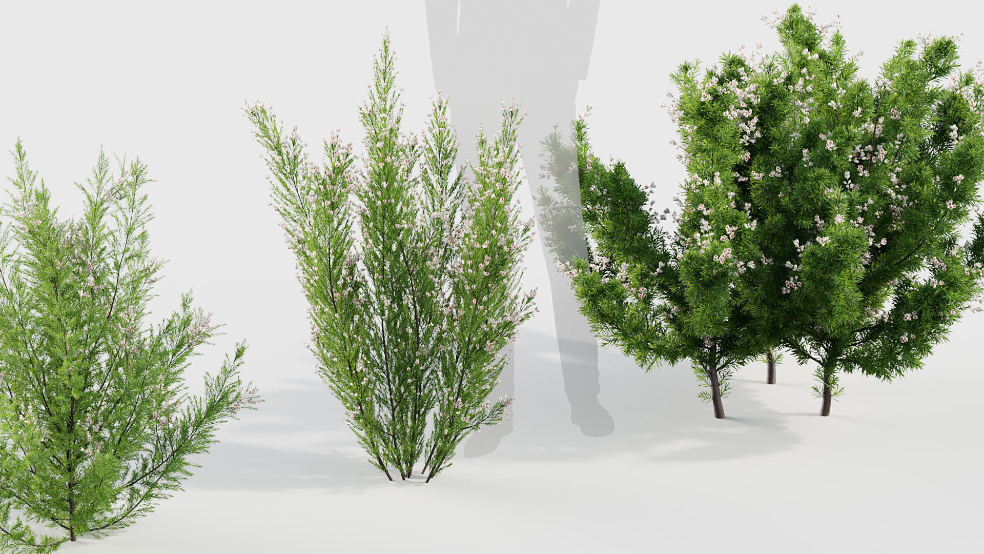 Erica Arborea  Tree heath 3D model_4