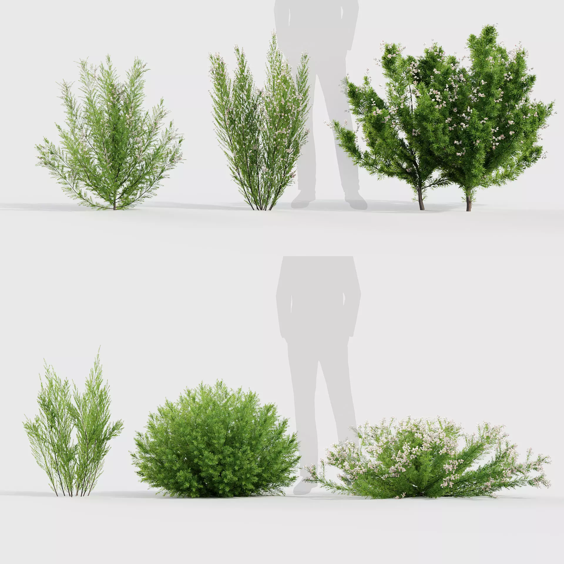 Erica Arborea  Tree heath 3D model_0
