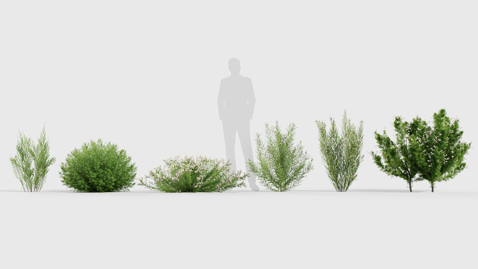 Erica Arborea  Tree heath 3D model_6