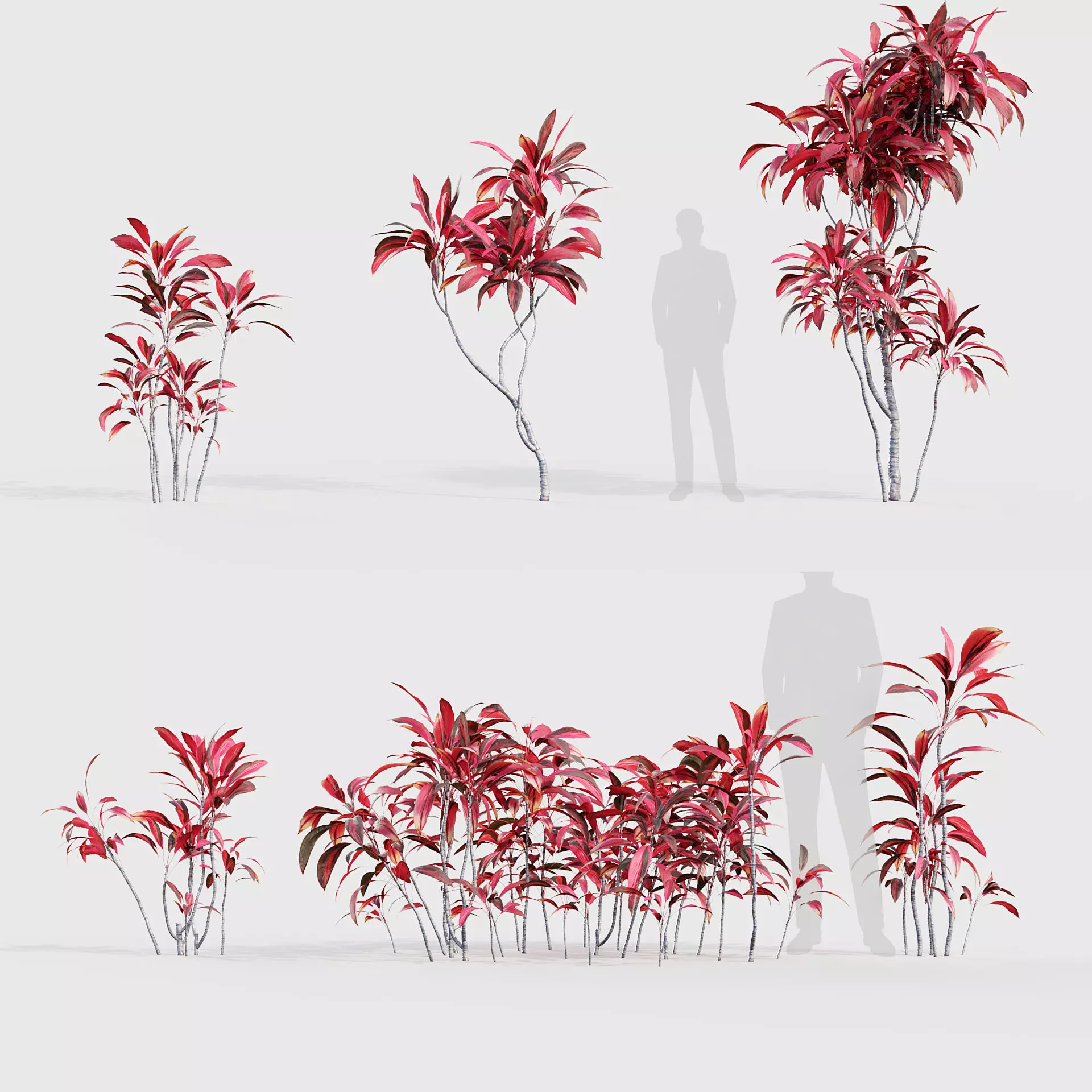 Cordyline rubra - Palm lily 3D model