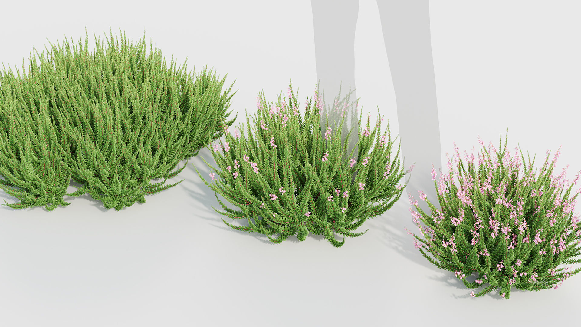 Calluna vulgaris Scotch Heather 3D model_5
