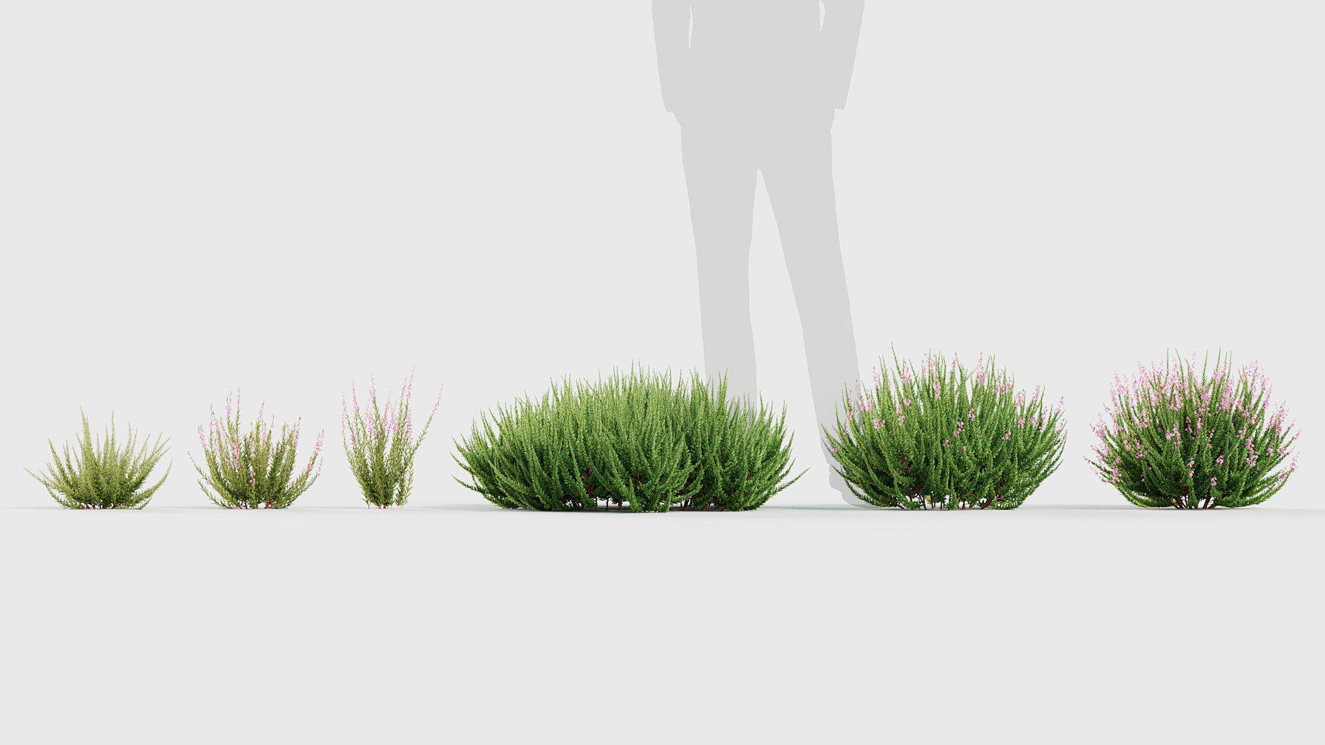 Calluna vulgaris Scotch Heather 3D model_6